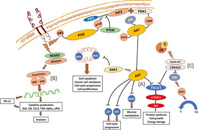 Clinical implication of <mark class="highlighted">genetic composition</mark> and molecular mechanism on treatment strategies of HER2-positive breast cancers